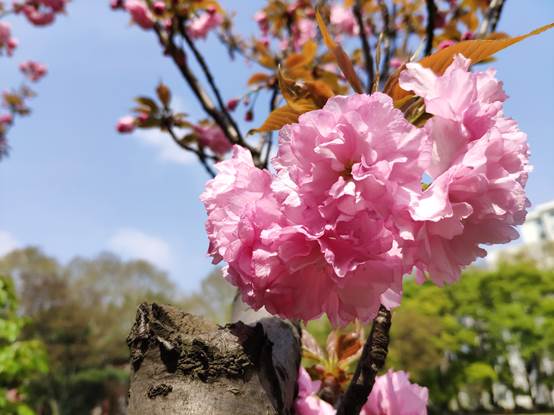 花儿与蓝天   陈玉洁